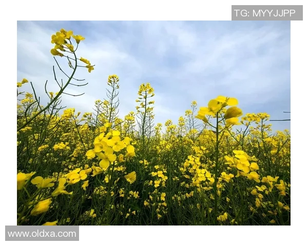 春日绽放PEL花花的魅力与活力,探索春天的无限可能与美好 春日绽放PEL花花的魅力与活力,探索春天的无限可能与美好